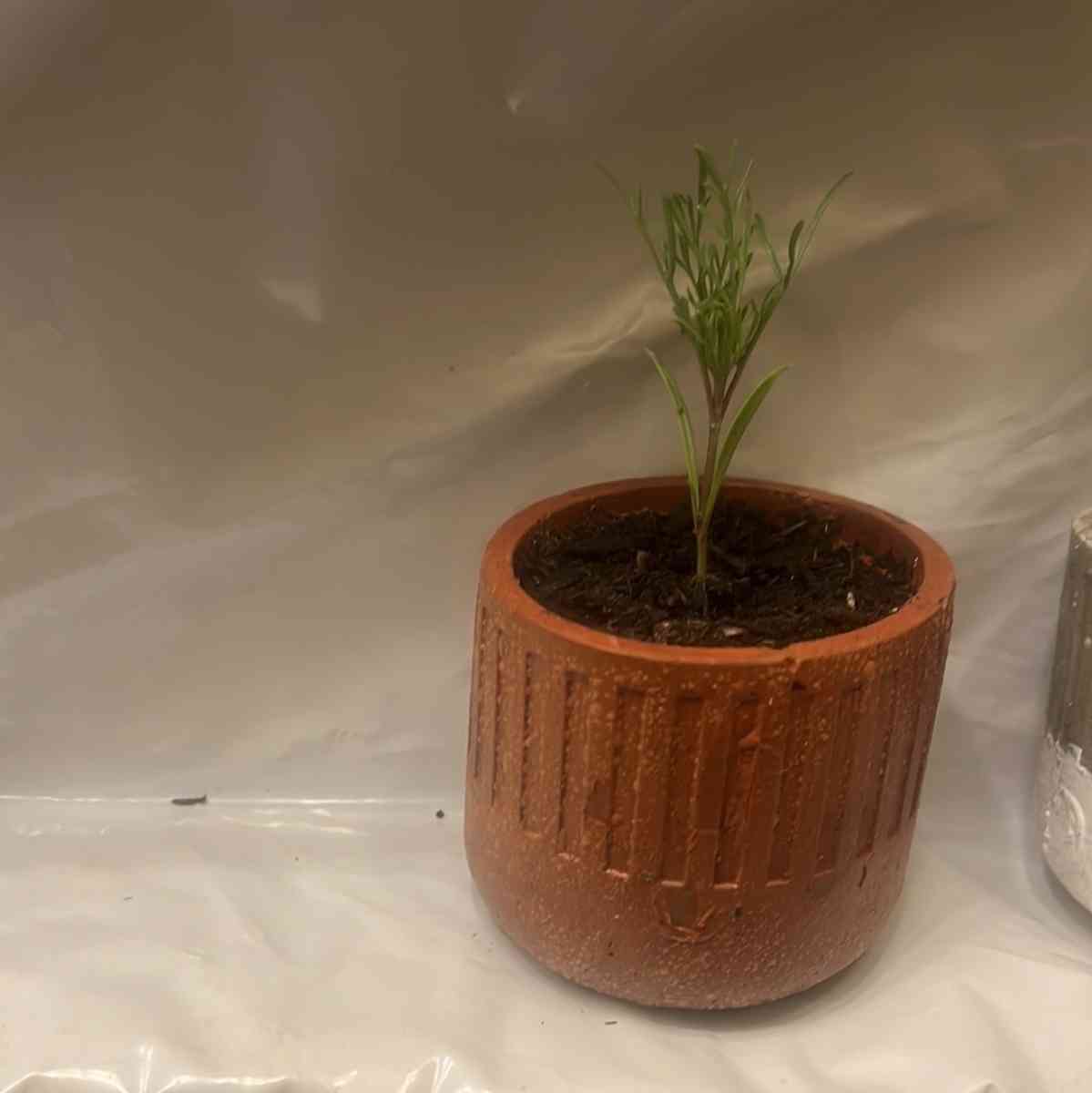 12 10 8  pots with plant