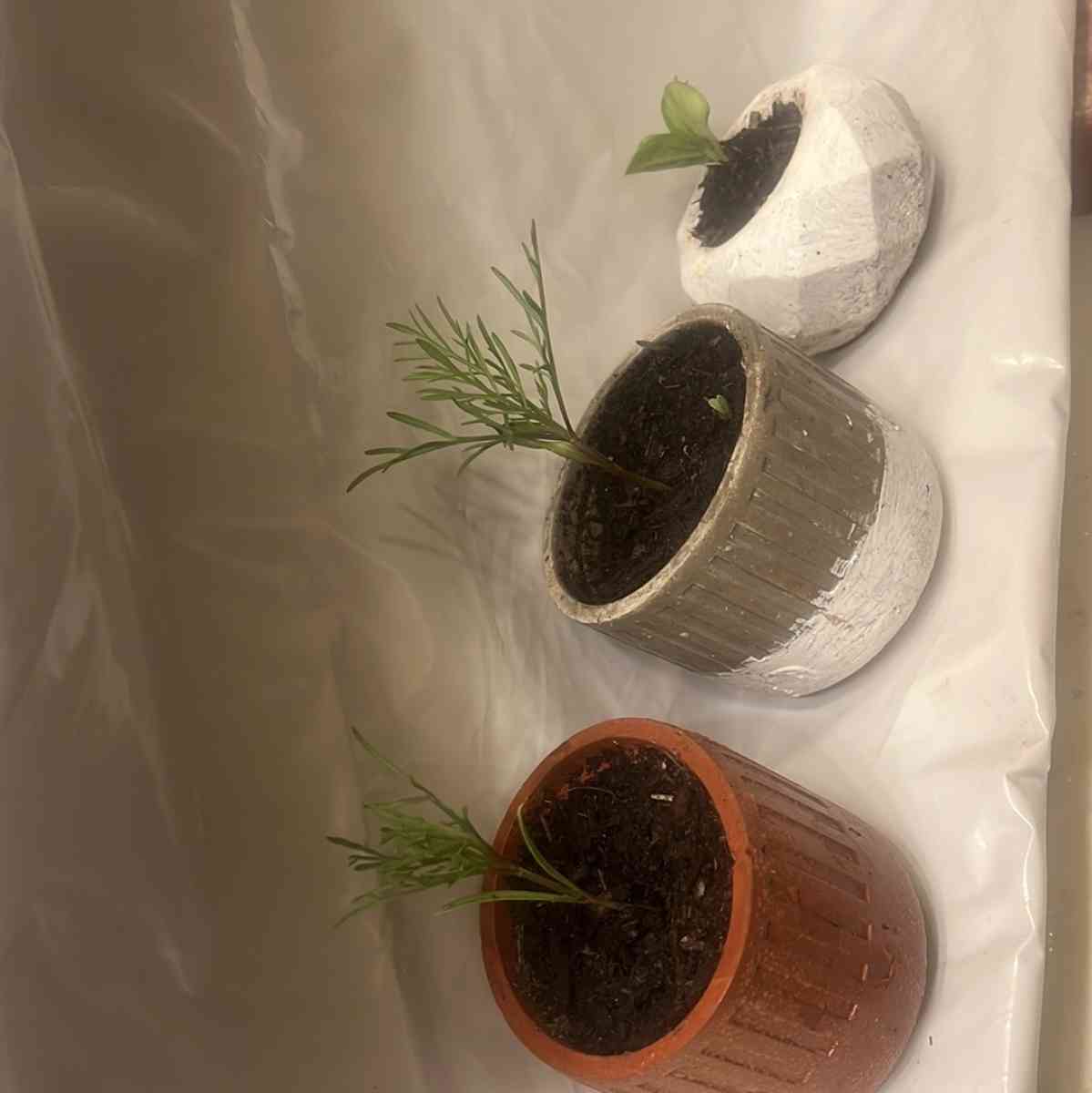 12 10 8  pots with plant