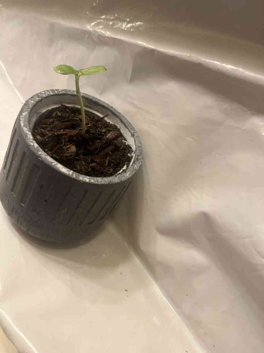 12 10 8 pots with a plant