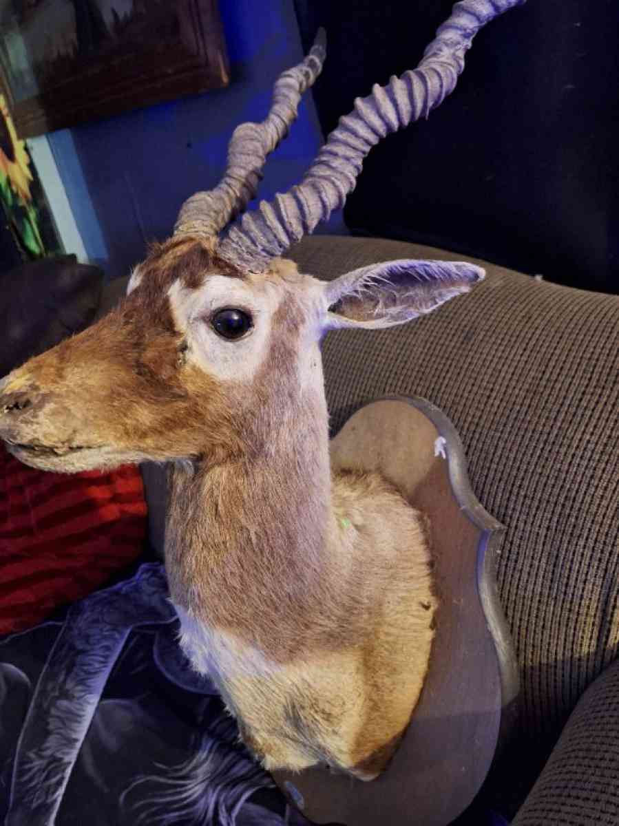 Wildlife Trophy Shoulder mount of BlackBuck