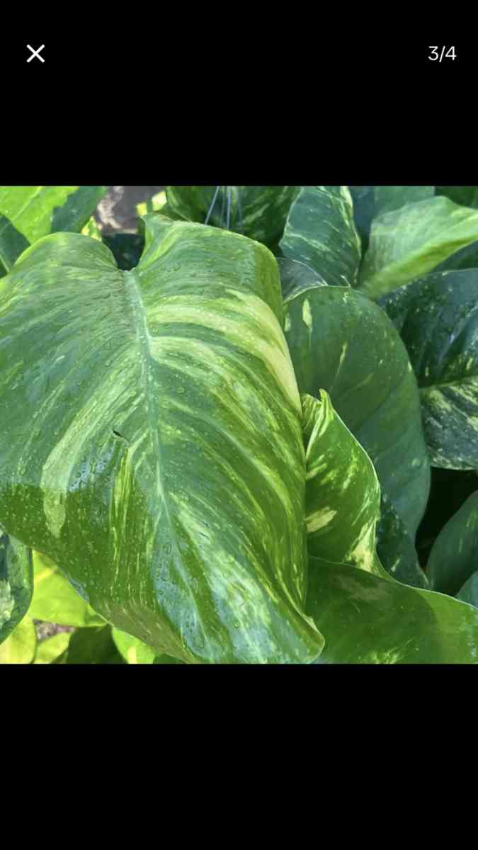 Beautiful House Plants and Succulent