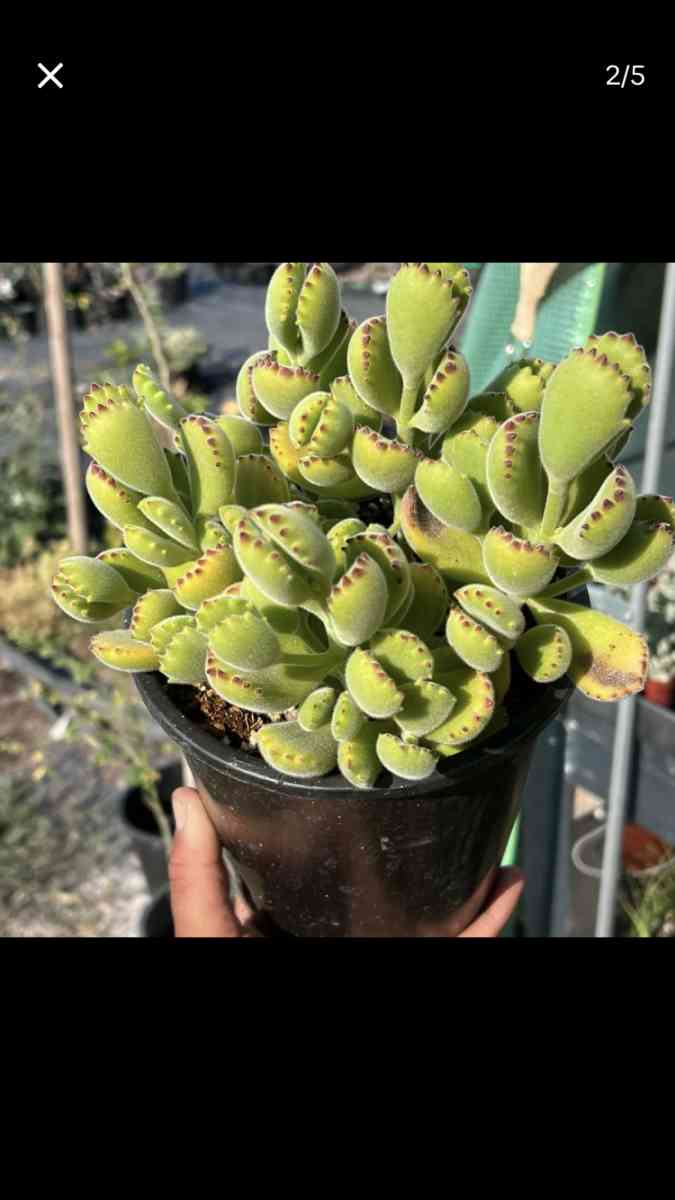 Beautiful House Plants and Succulent