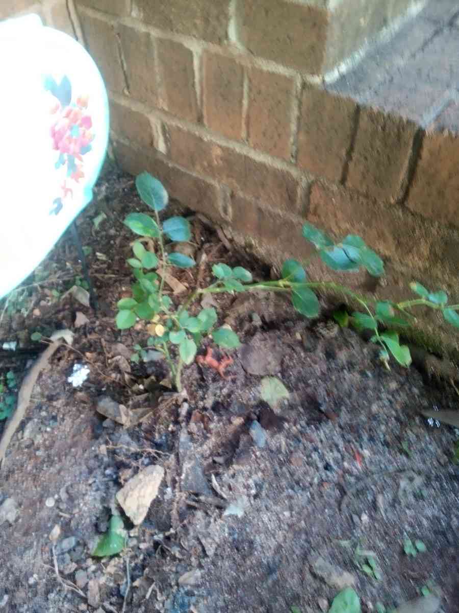 Virginia Climbing rose bushes irises and monkey grass