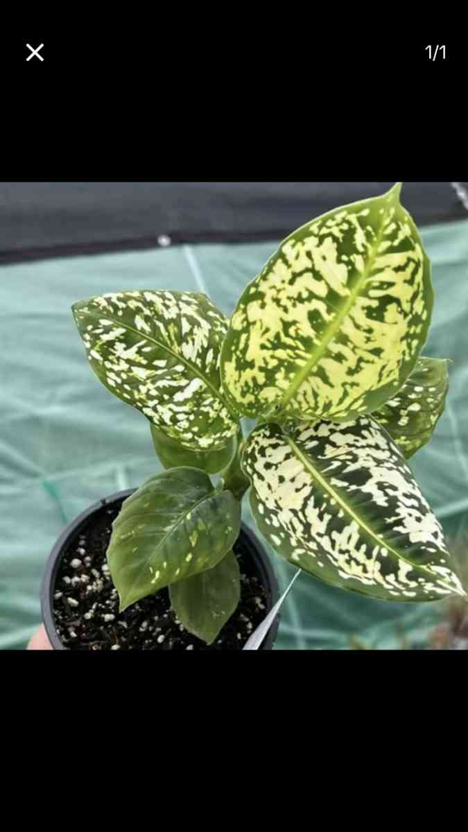 Beautiful House Plants and Succulent