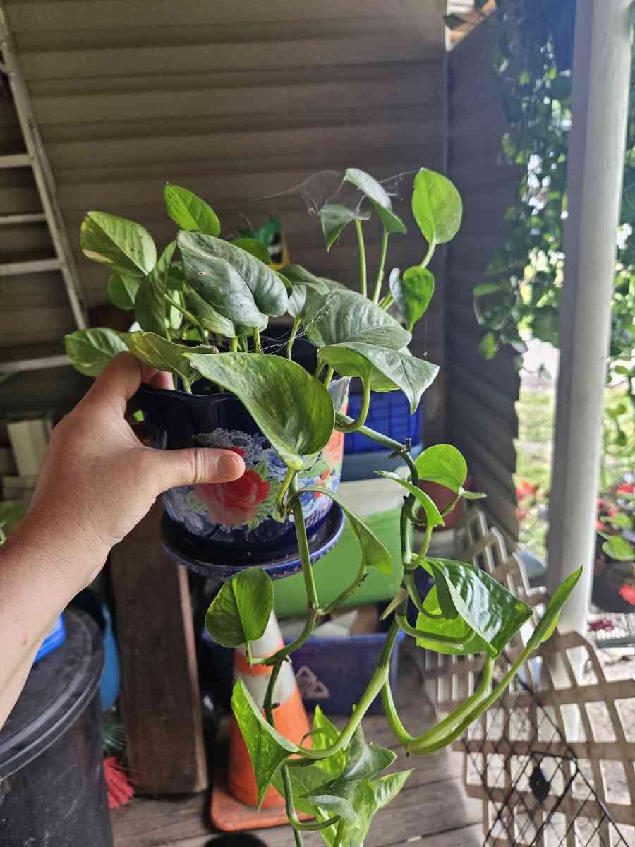 philodendron plants