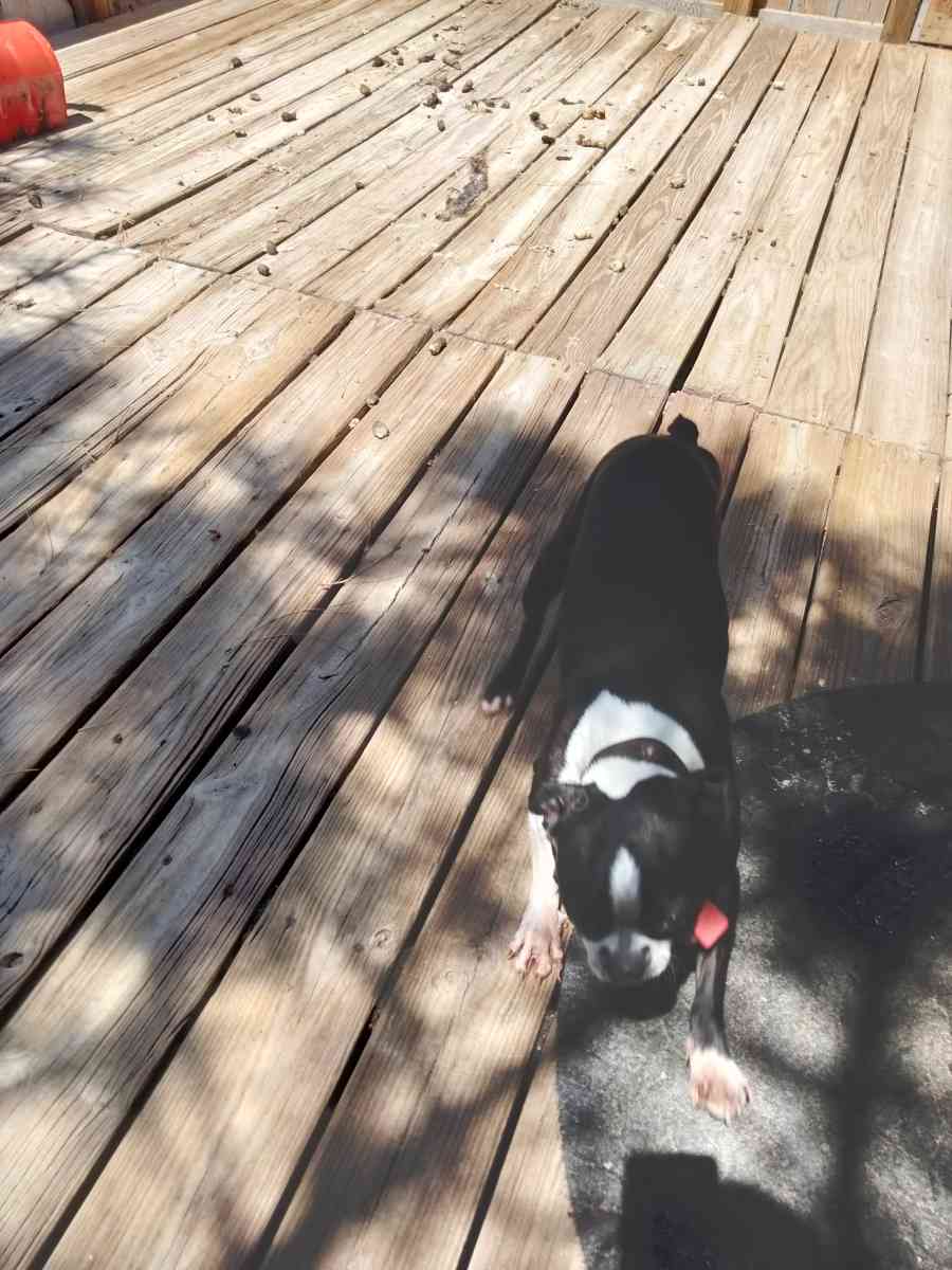 Boston terrier doggies