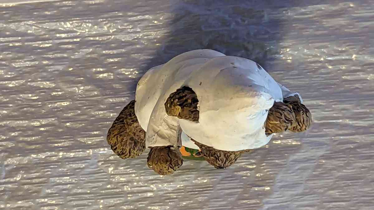 Resin Teddy Bear in a Ghost Costume with a Pumpkin