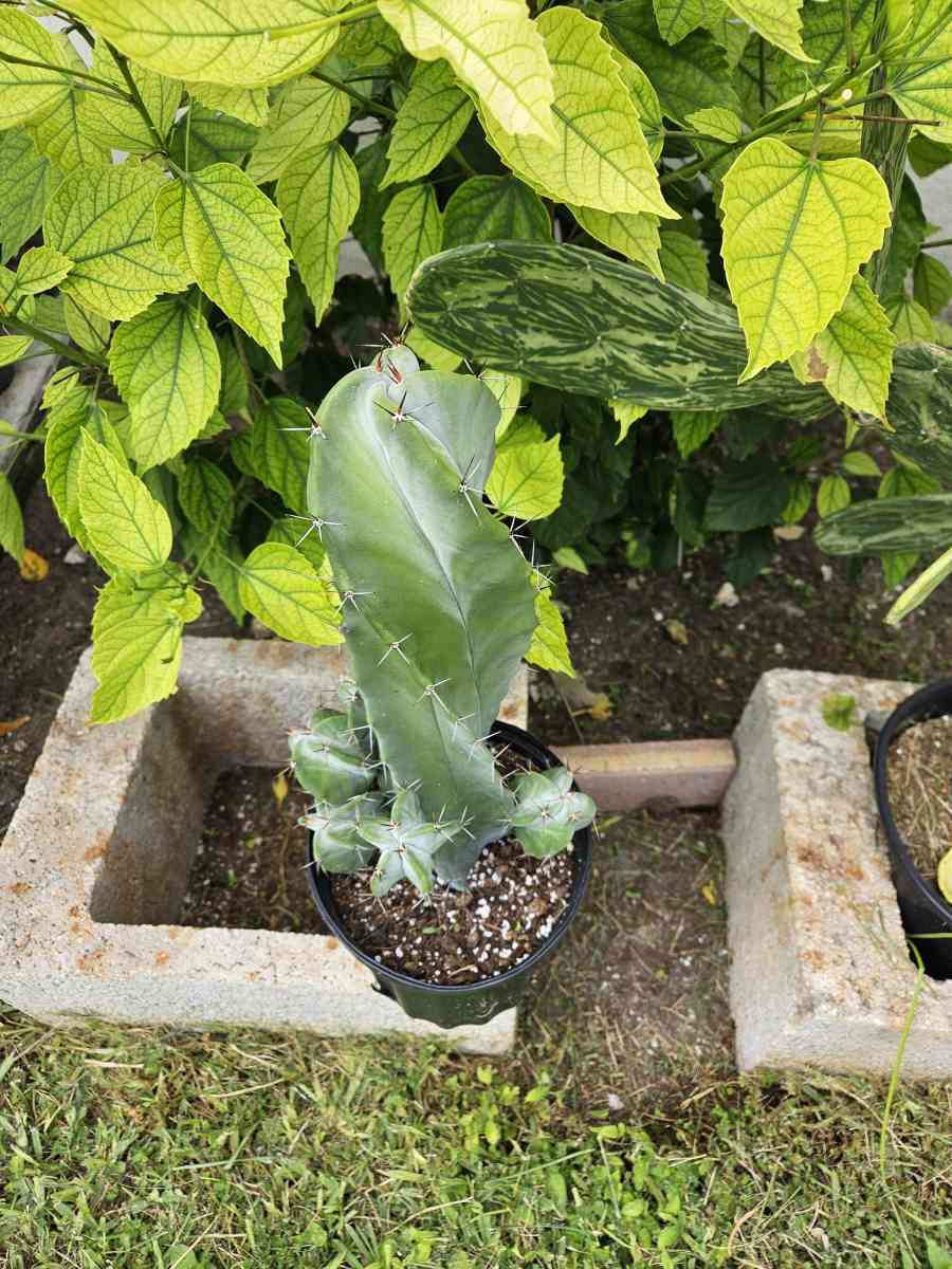 Gray Ghost Organ Pipe