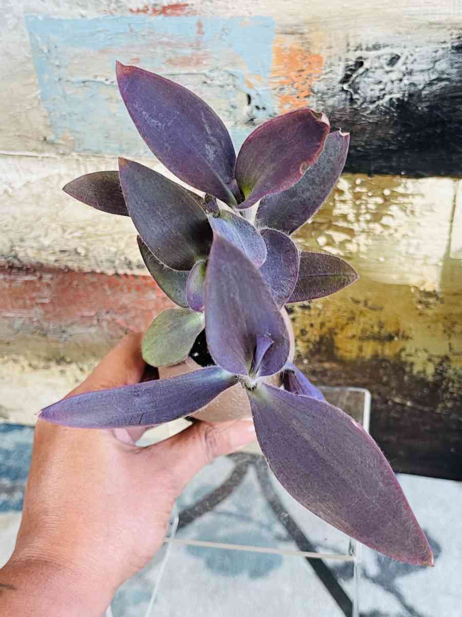 Purple Heart Tradescantia