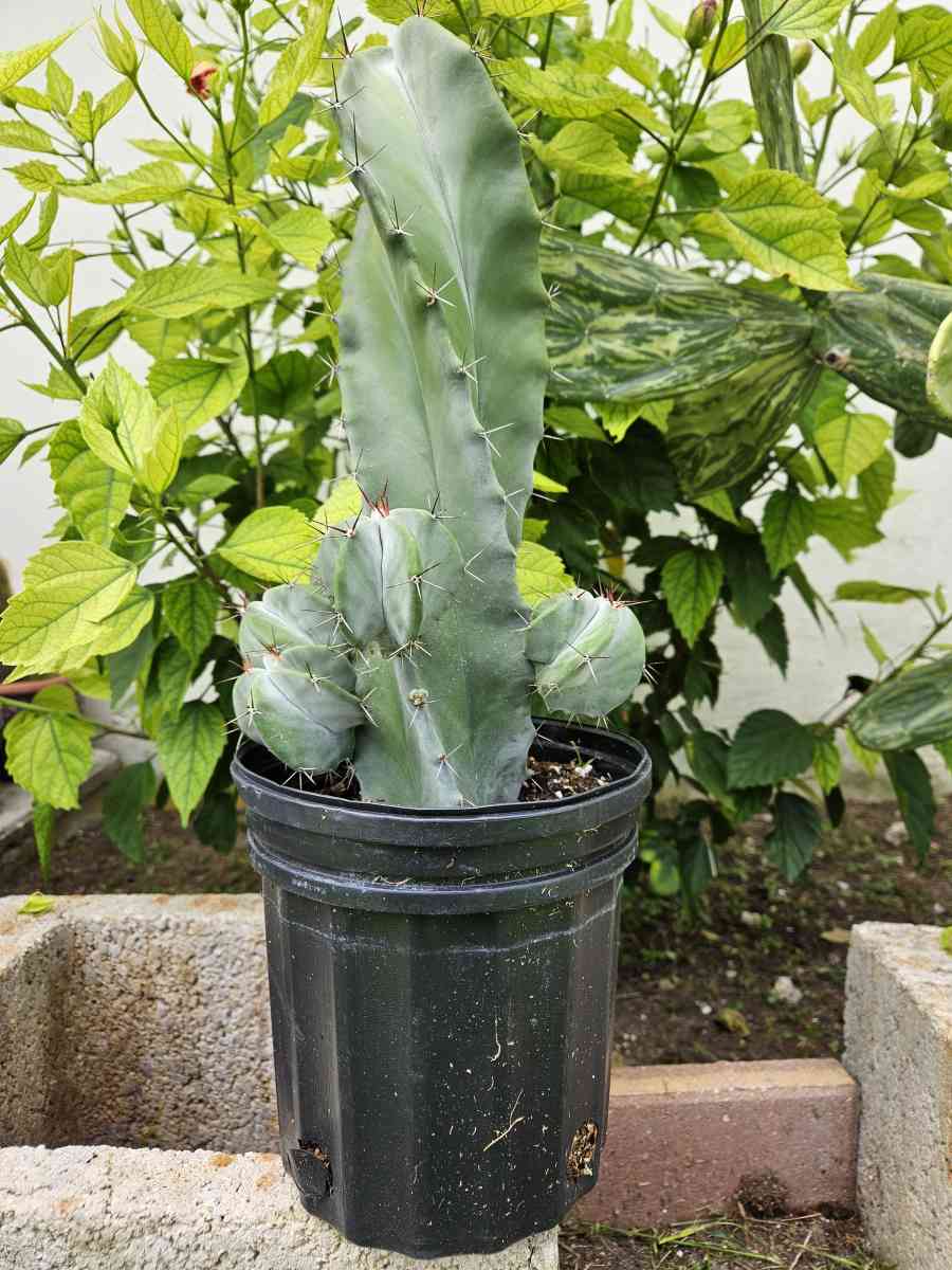 Gray Ghost Organ Pipe
