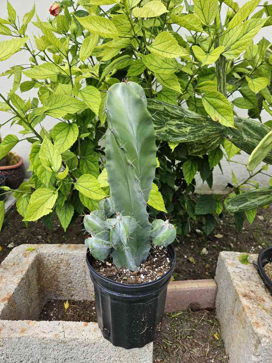 Gray Ghost Organ Pipe