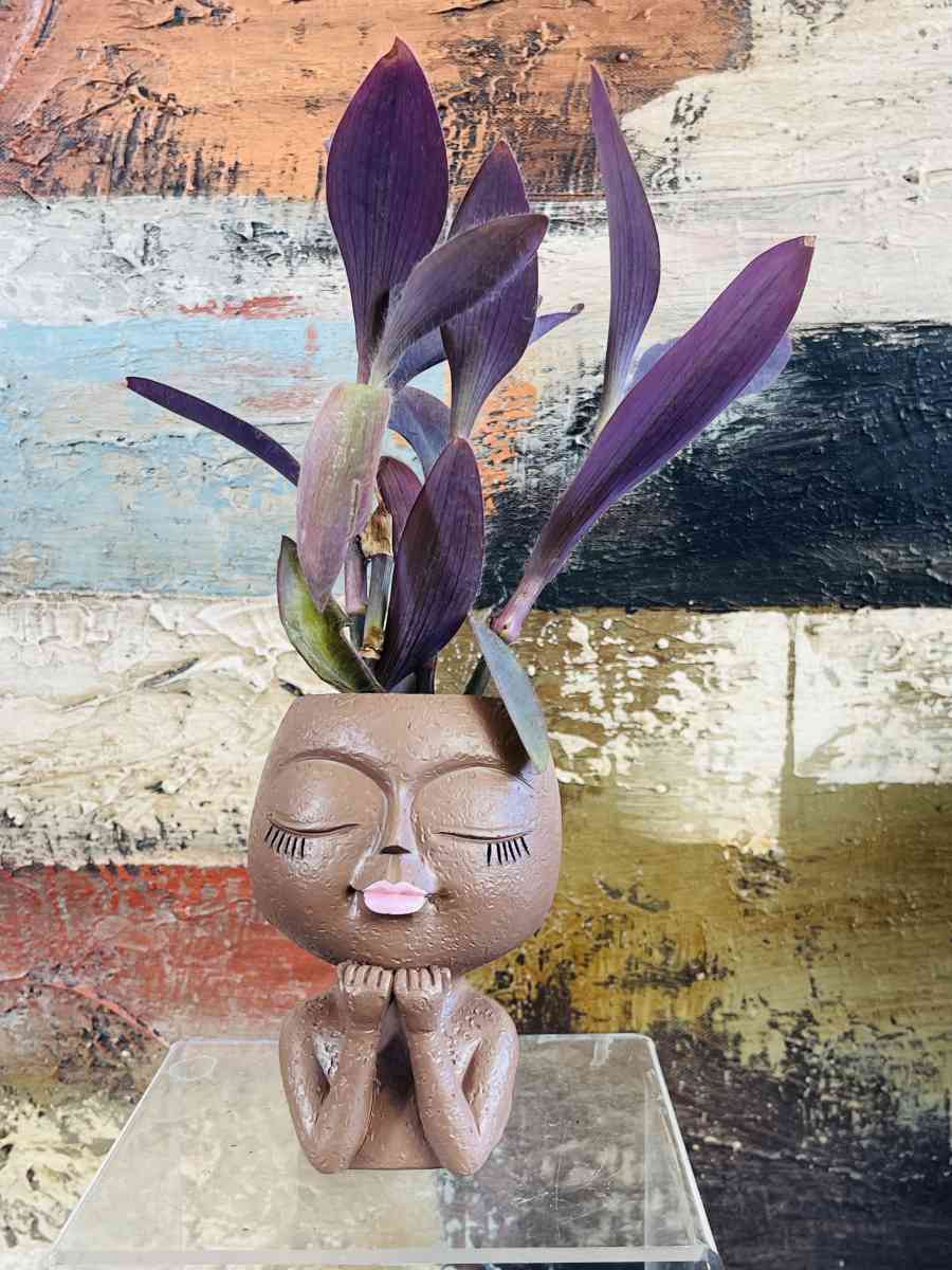 Purple Heart Tradescantia