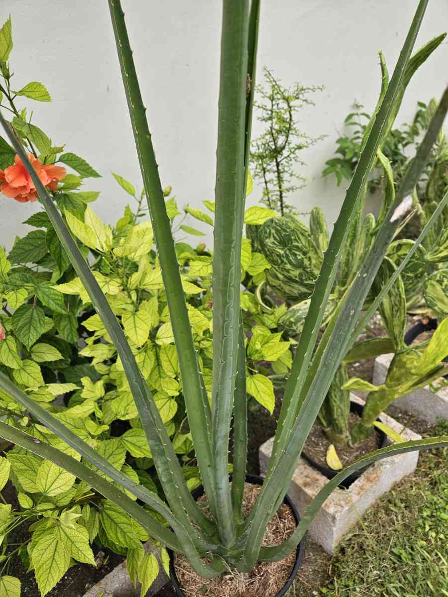 false Agave