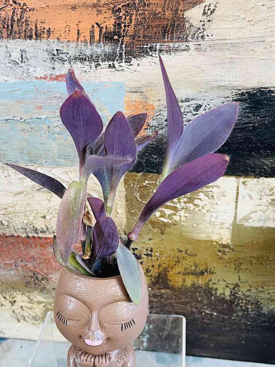 Purple Heart Tradescantia