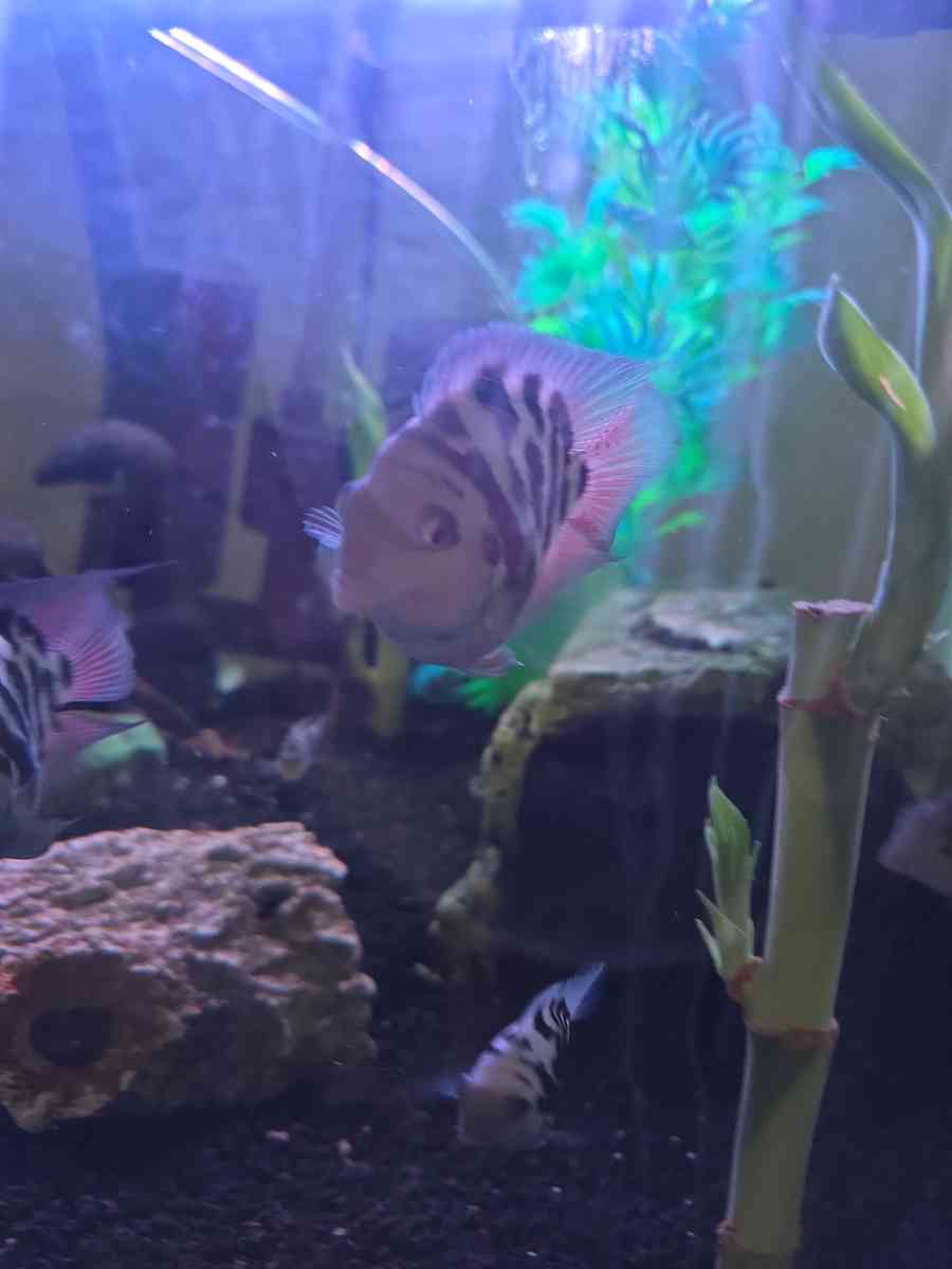 African cichlids convicts and blue polar parrots Tank care