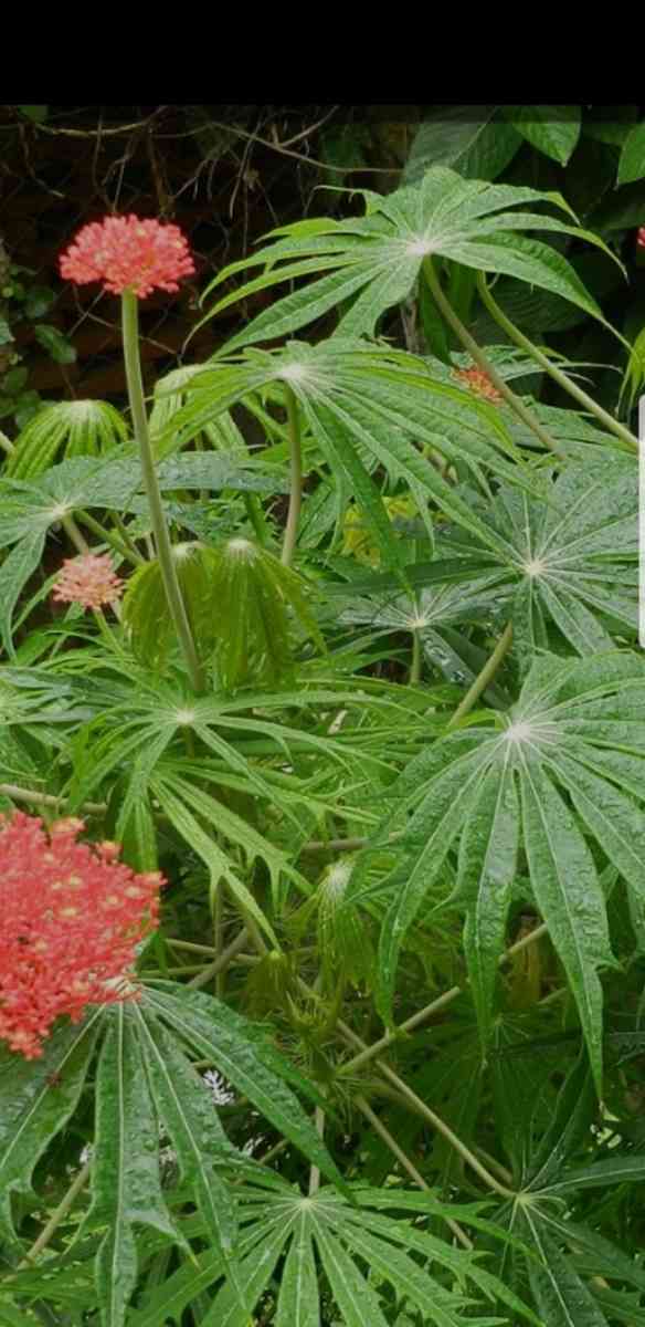 Coral Plants  Jatropa Mutifida