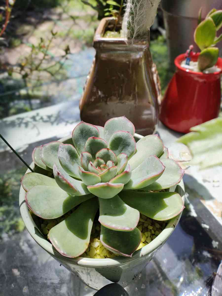 plantas naturales natural plants