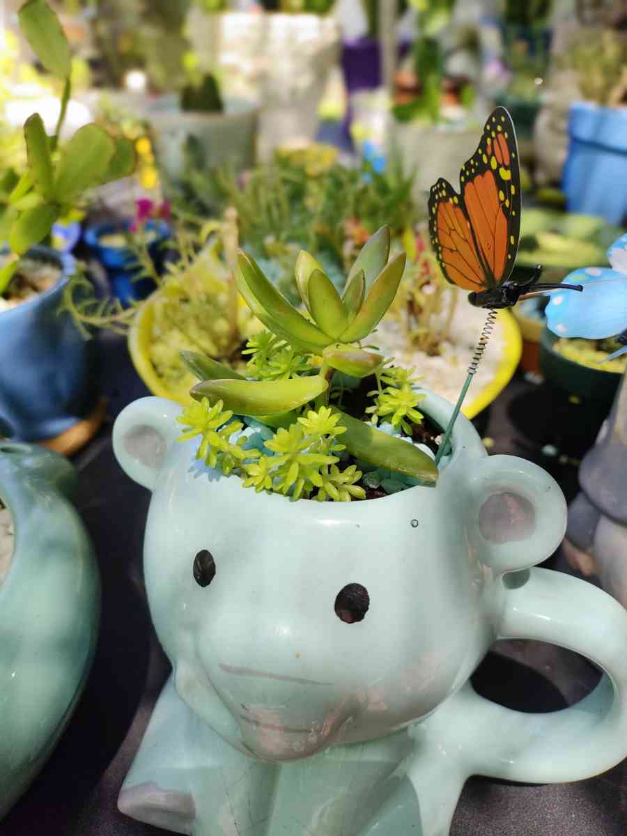 plantas naturales natural plants