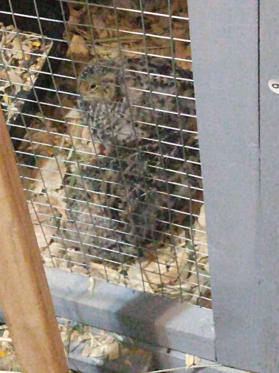 quail and quail products