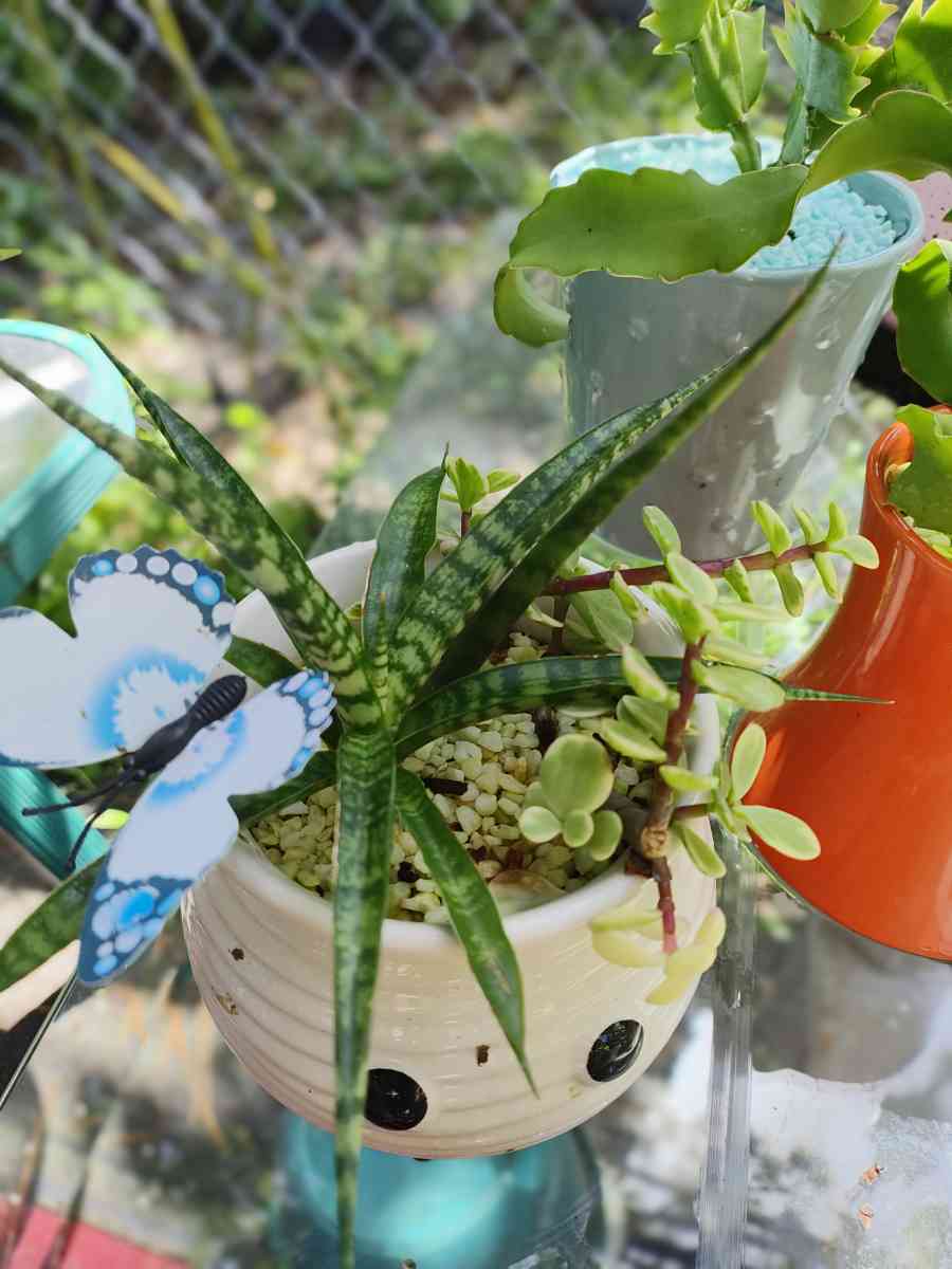 plantas naturales natural plants