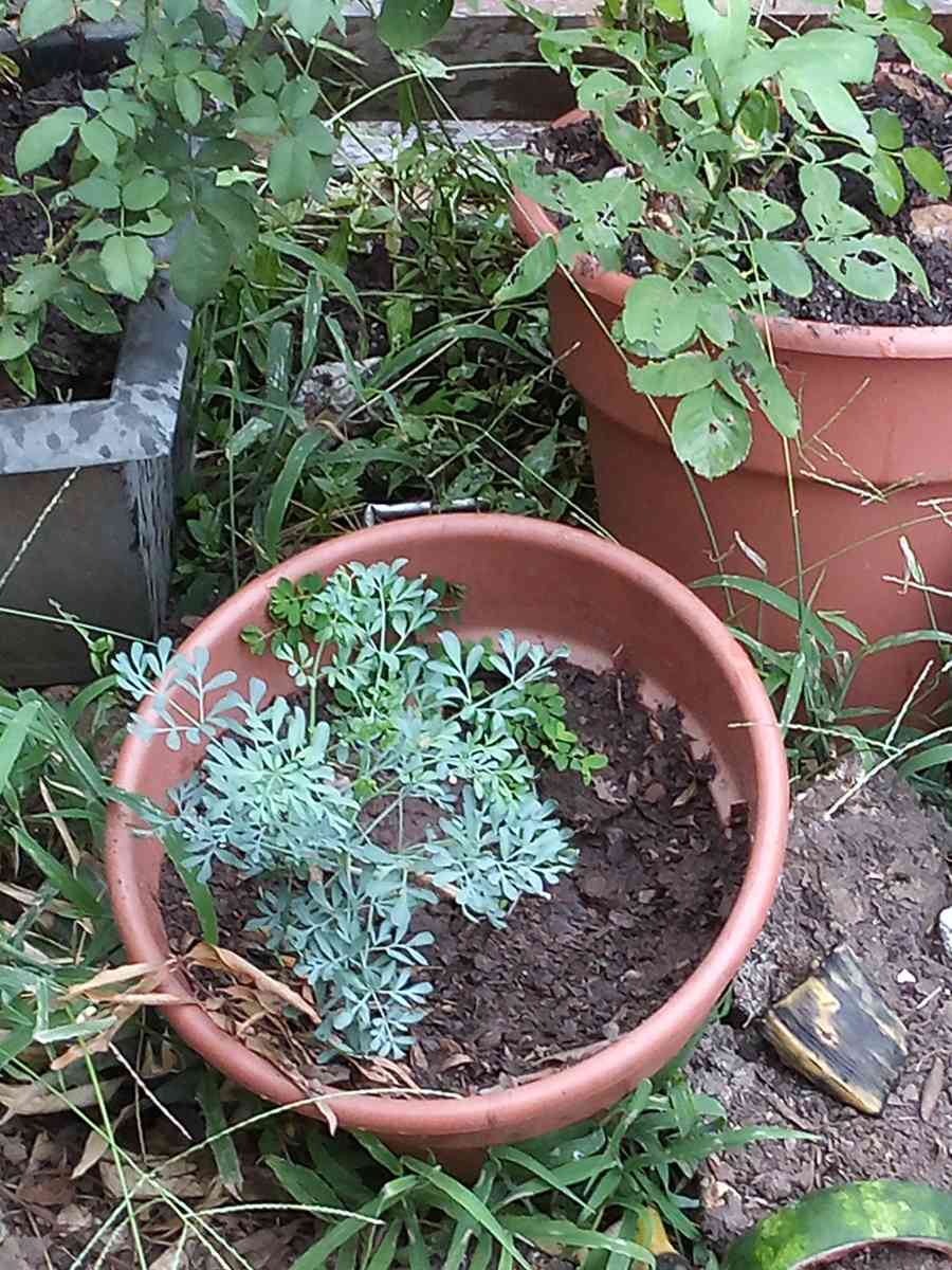 savilas   ruda romero DIFERENTE PRECIO