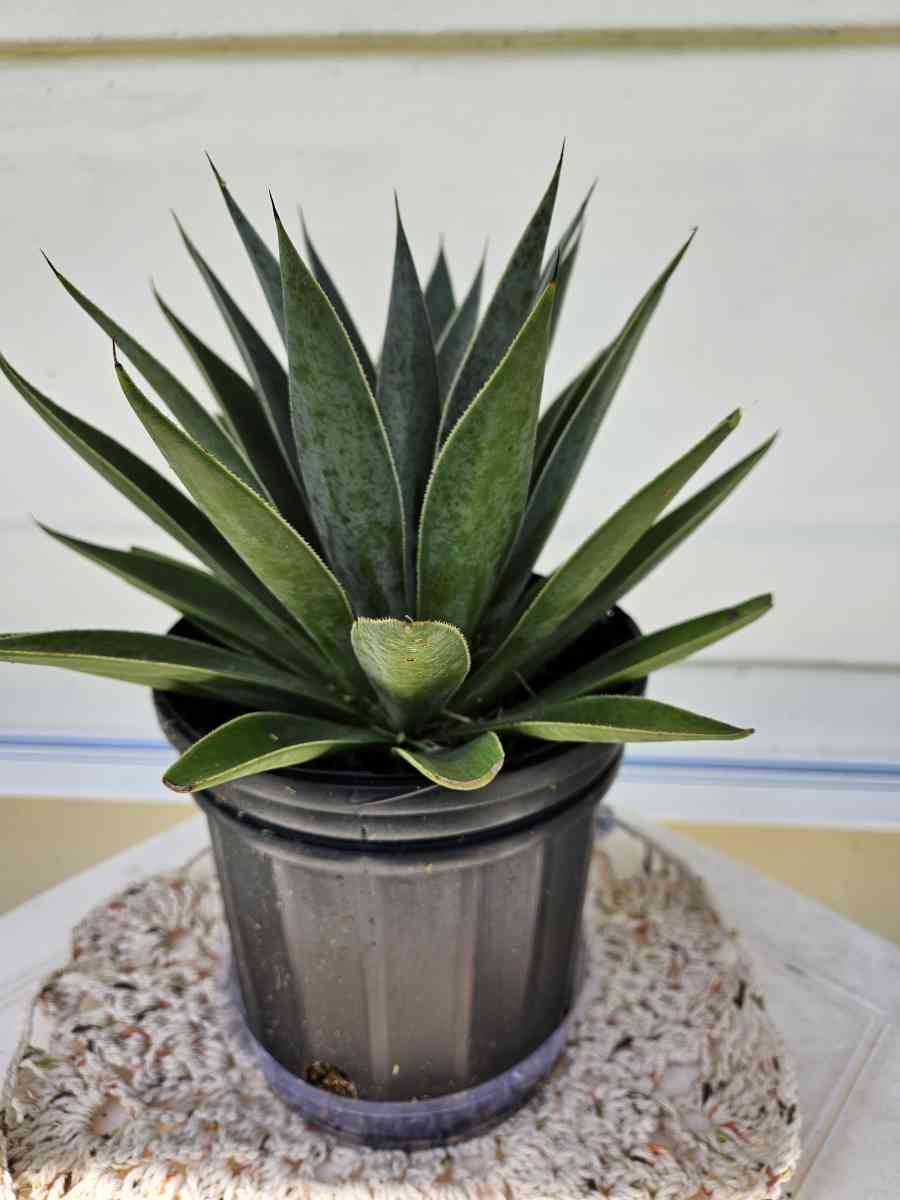 mangave lavender lady