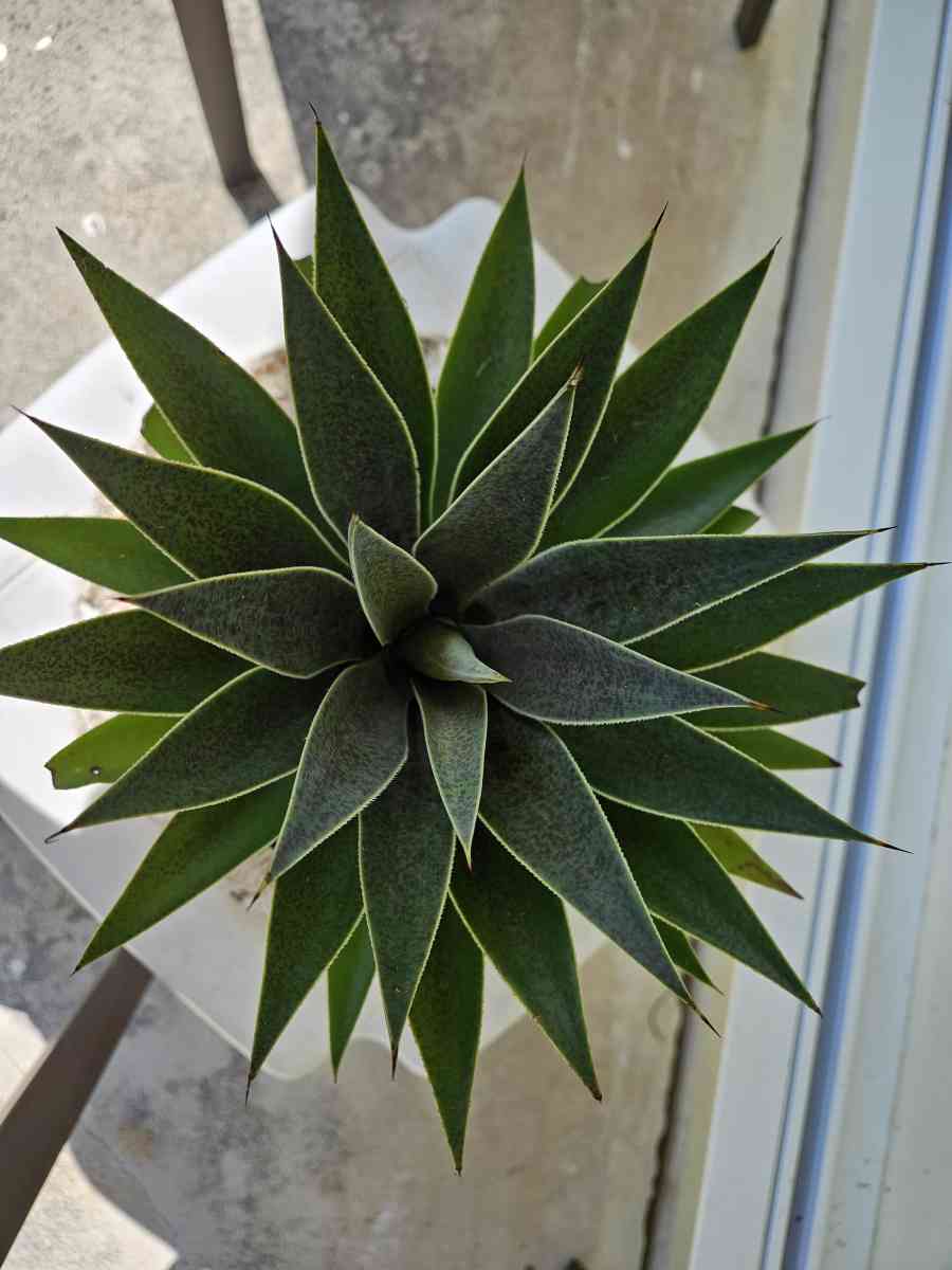 mangave lavender lady