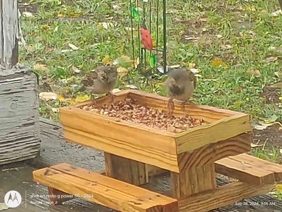 Bird or Squirrel Feeders