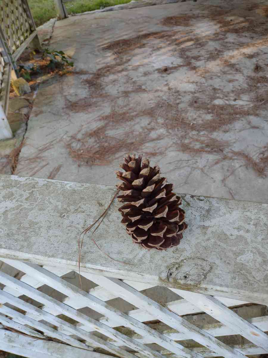 Pine cones