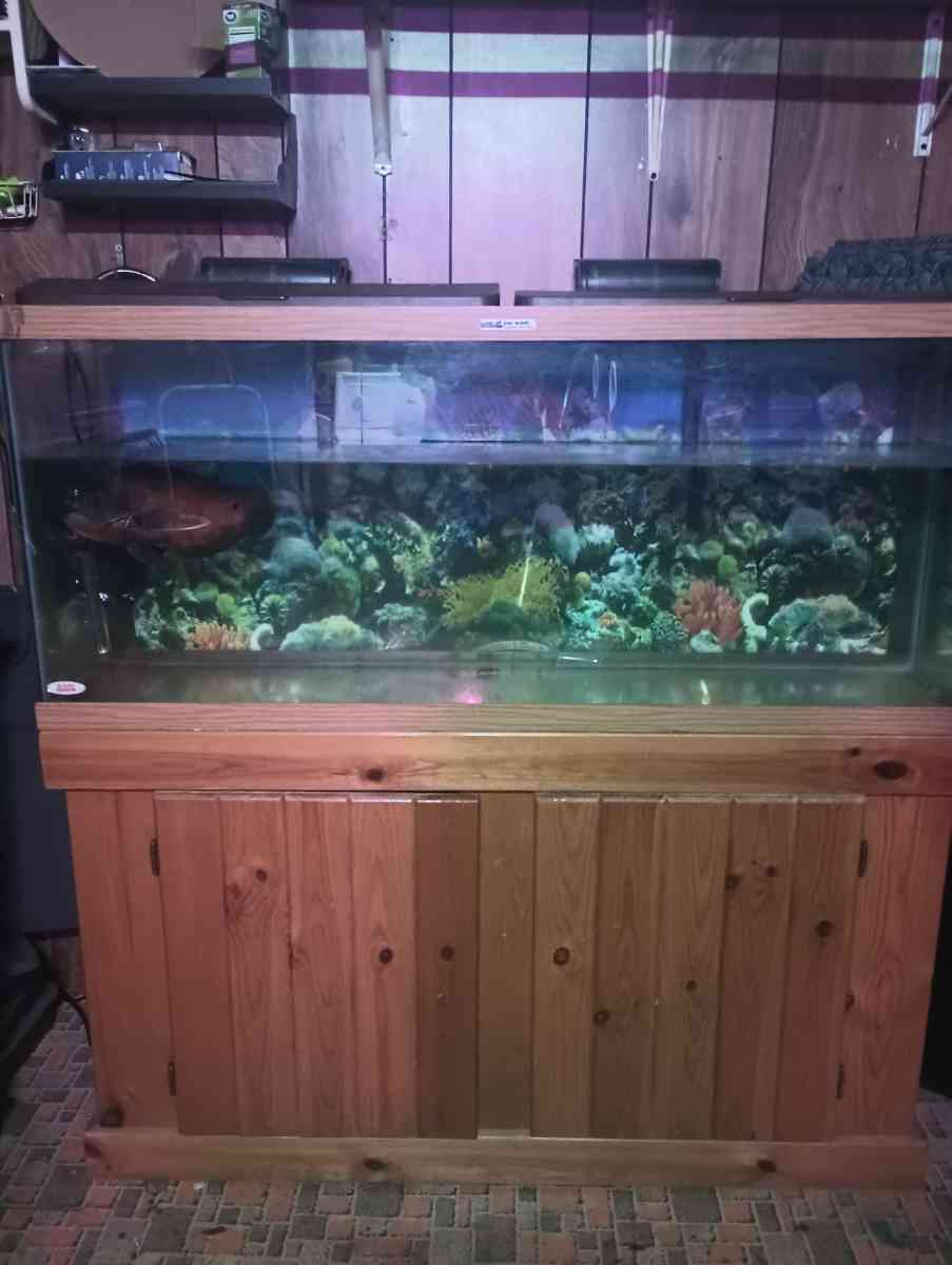 75 gallon fish tank with stand and fish