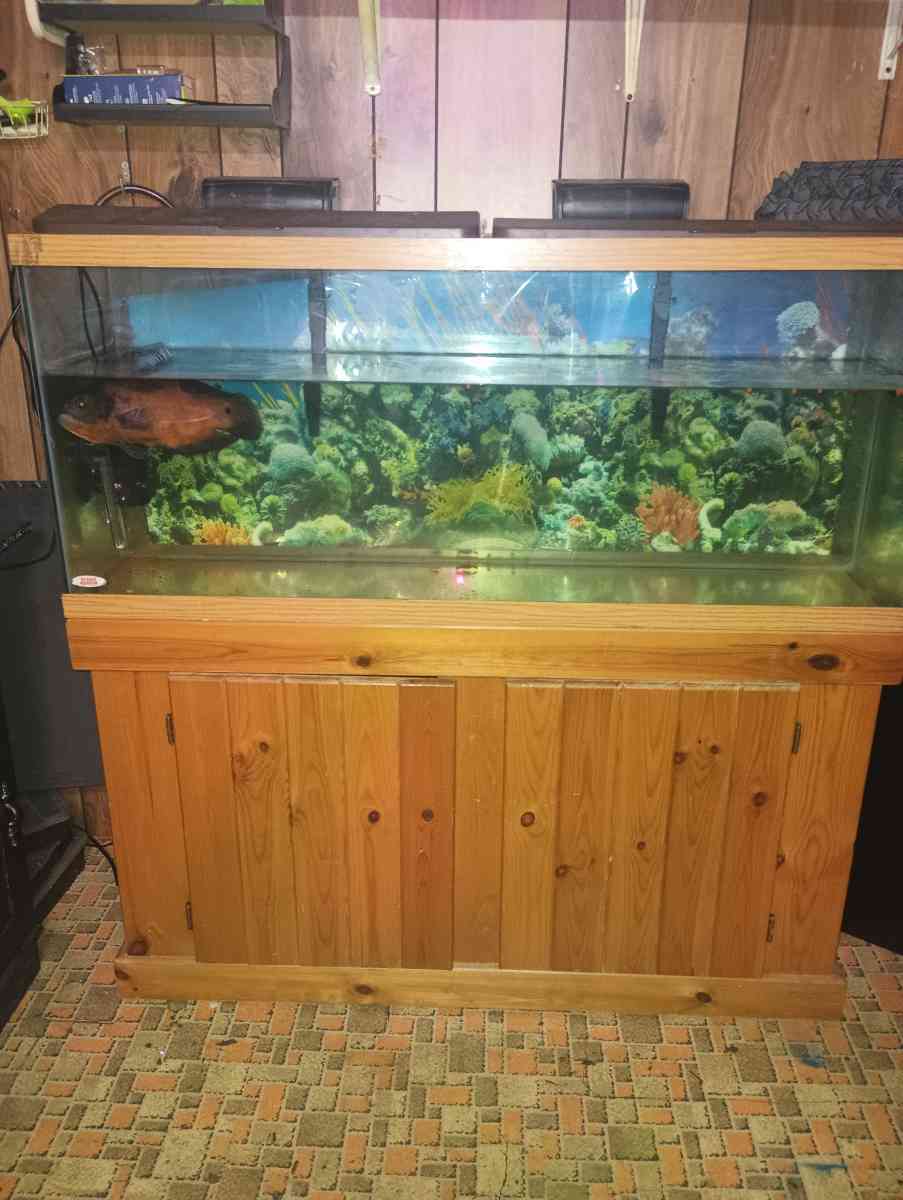 75 gallon fish tank with stand and fish
