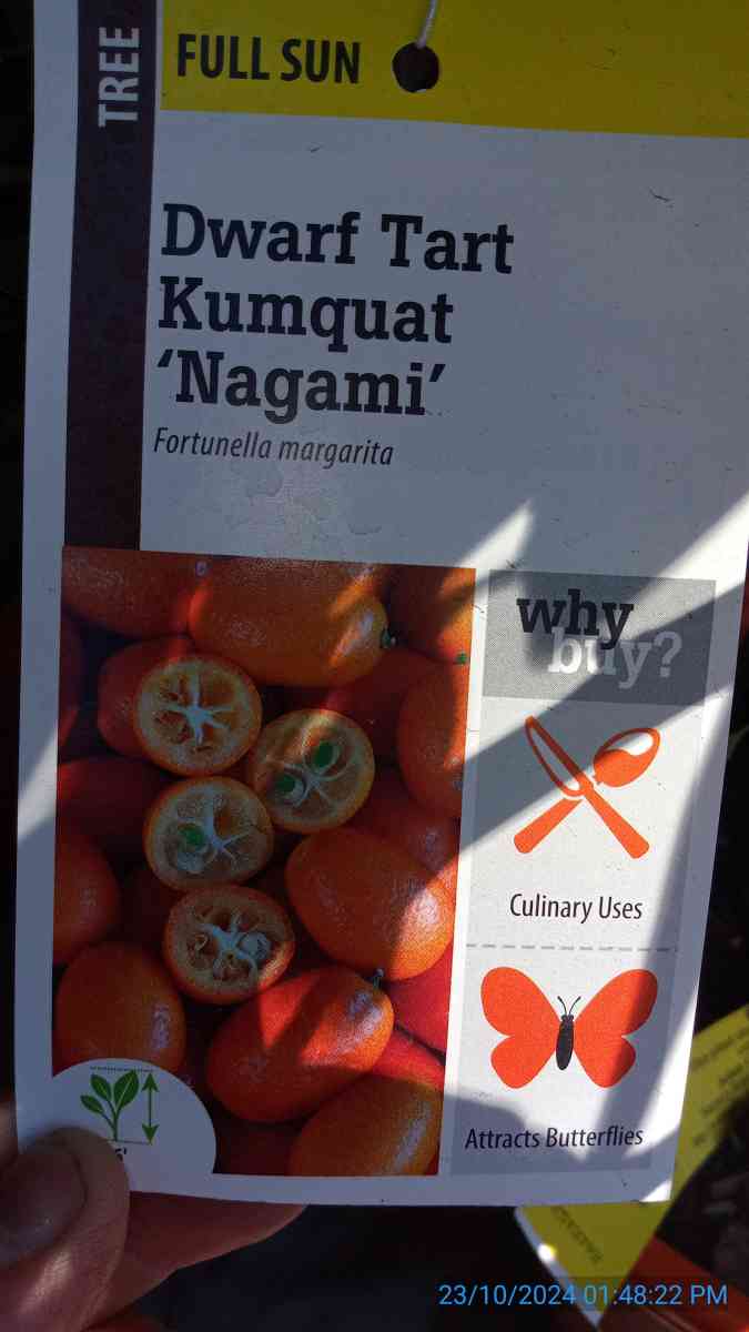Nagami kumquat trees