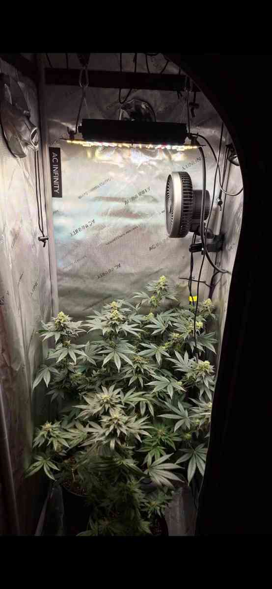 grow text and Supplies and More