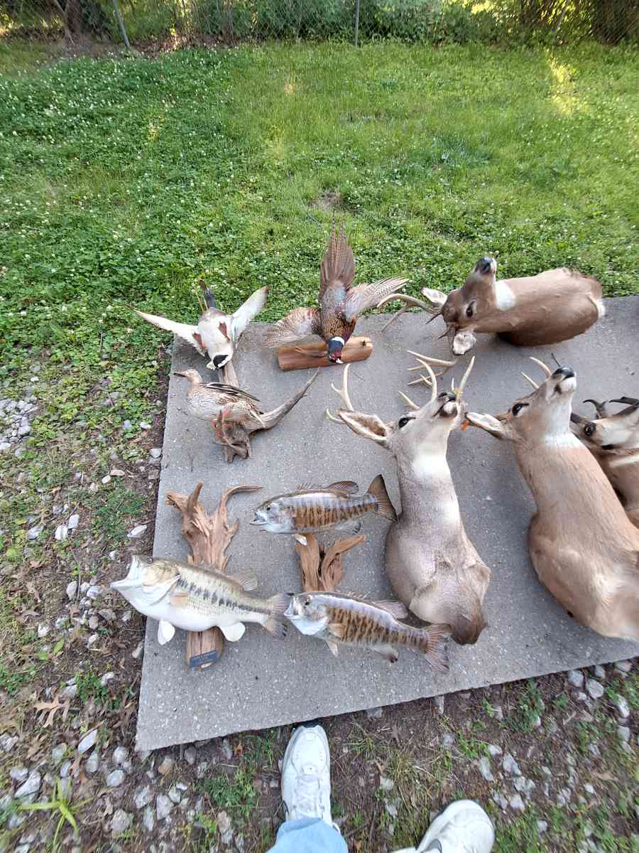 Deer mounts and others