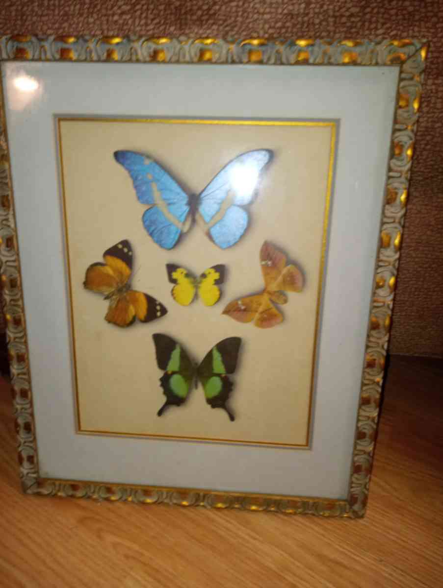 Butterfly collection