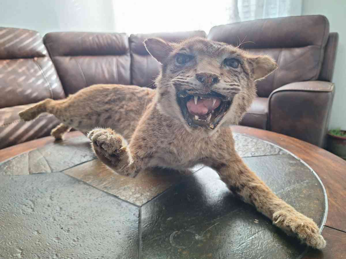 Bobcat Taxidermy