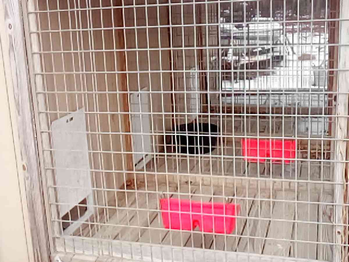 4Bay Dog kennel for breading o