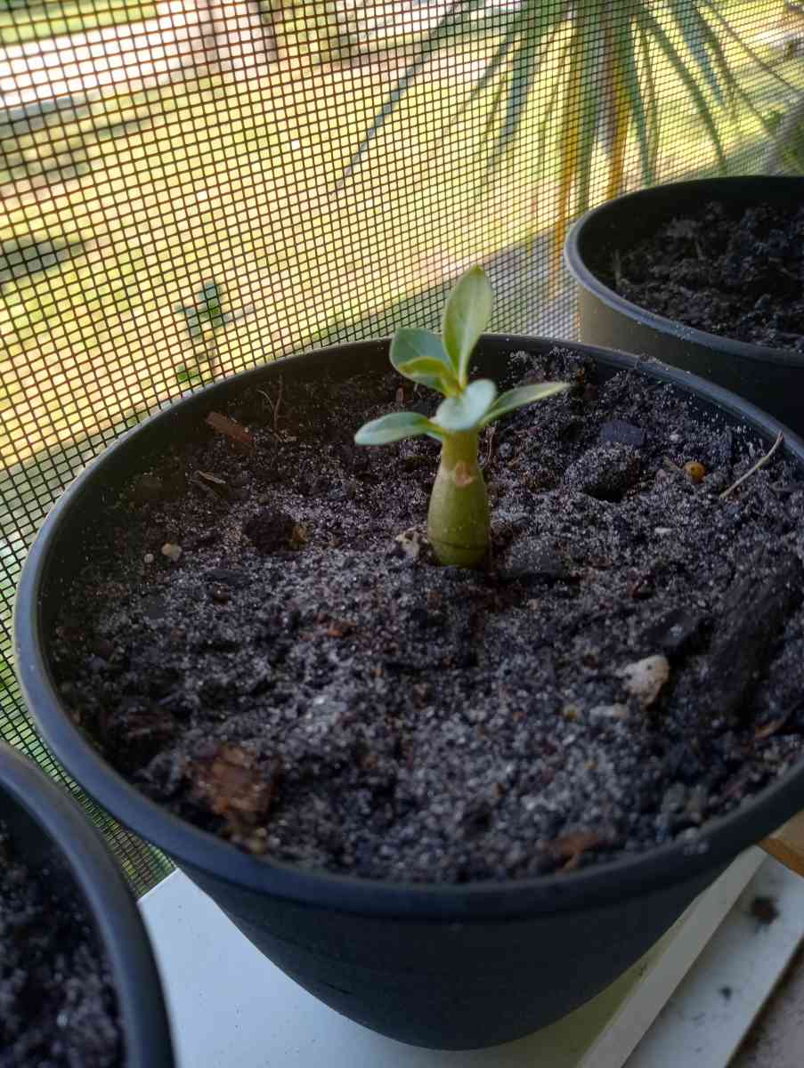 Baby Desert Rose Plants
