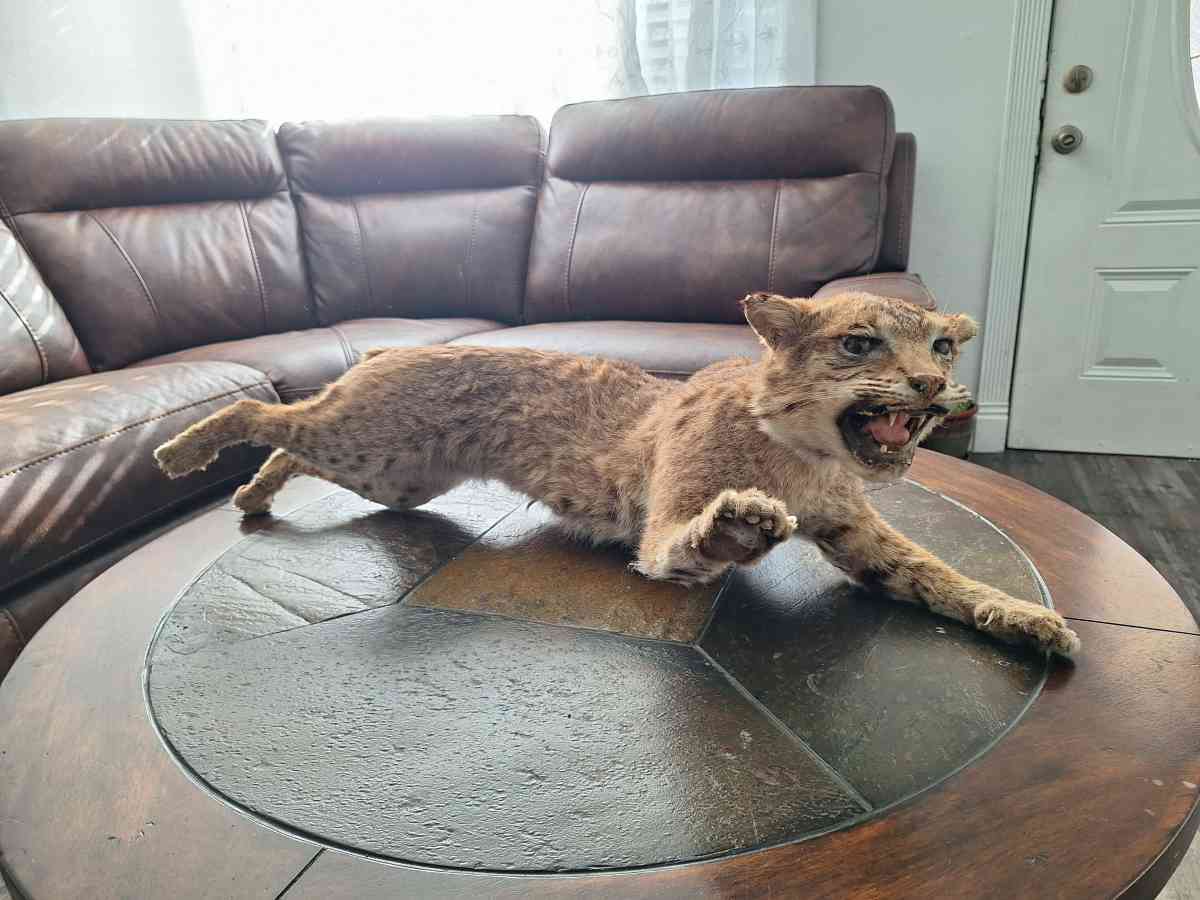 Bobcat Taxidermy