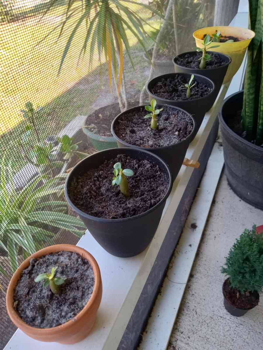 Baby Desert Rose Plants
