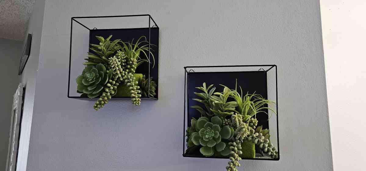 wall plants
