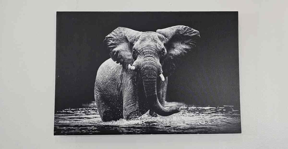 Elephant Canvas