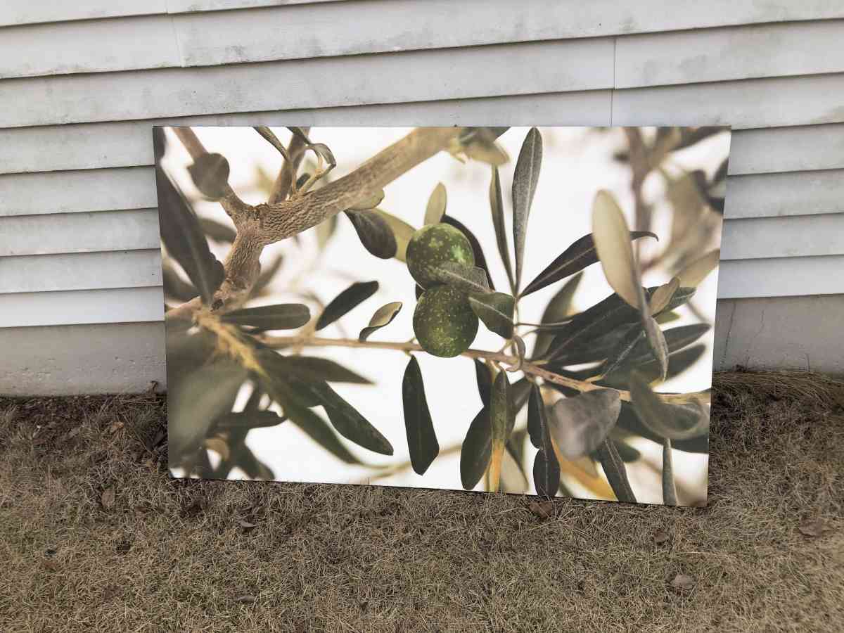IKEA Olive branch canvas 30 x46