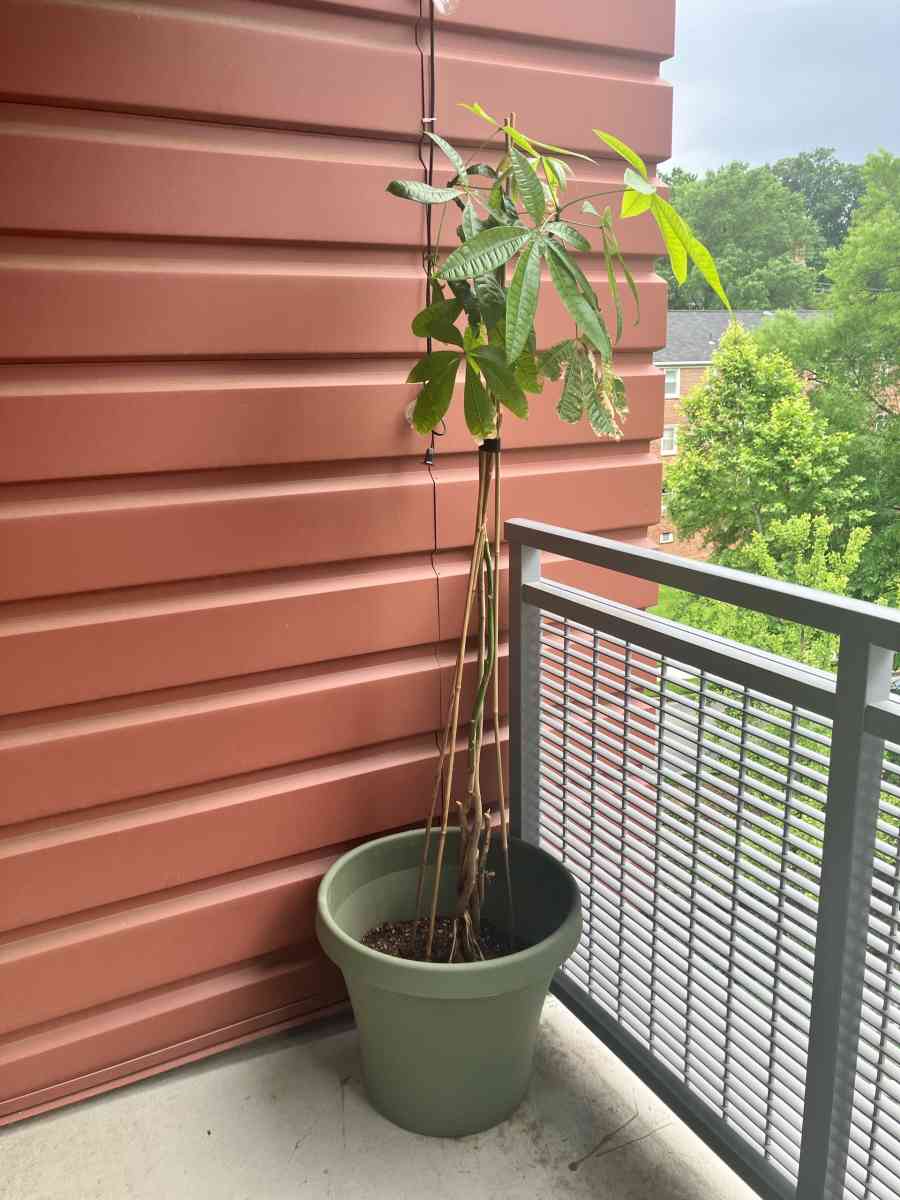large plant with planter pot
