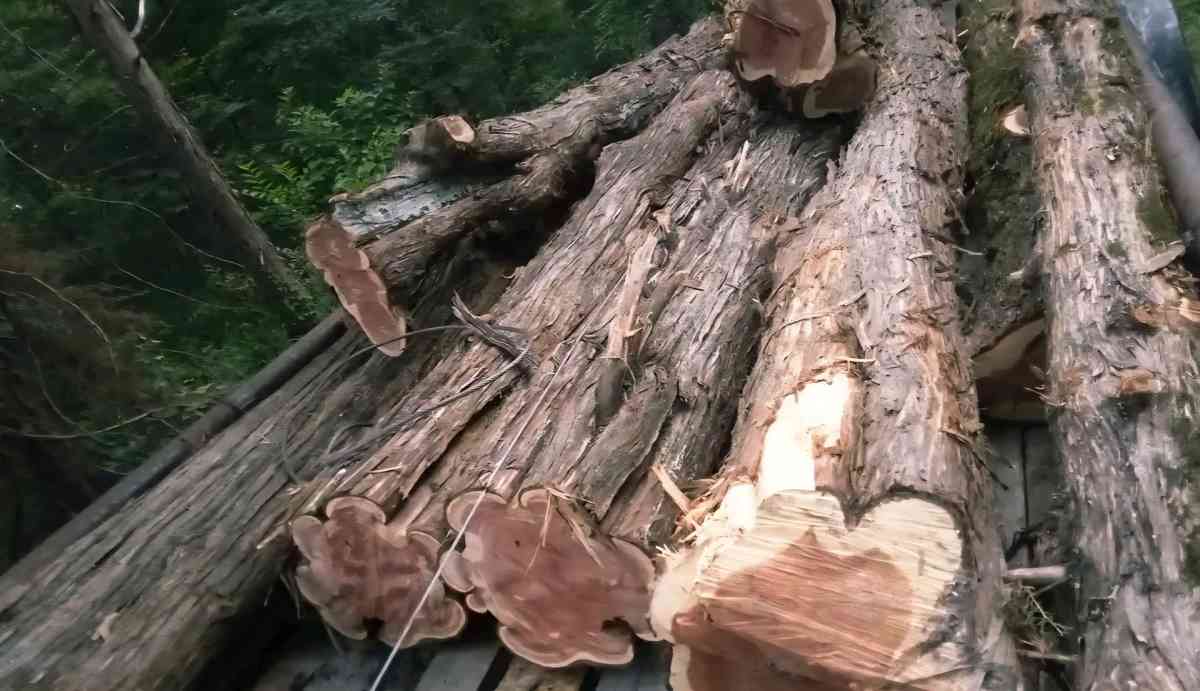 Tree Removal and Specialty Solutions