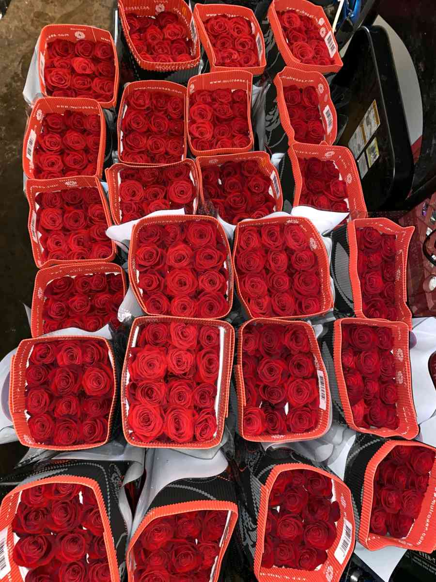 wholesale roses freedom