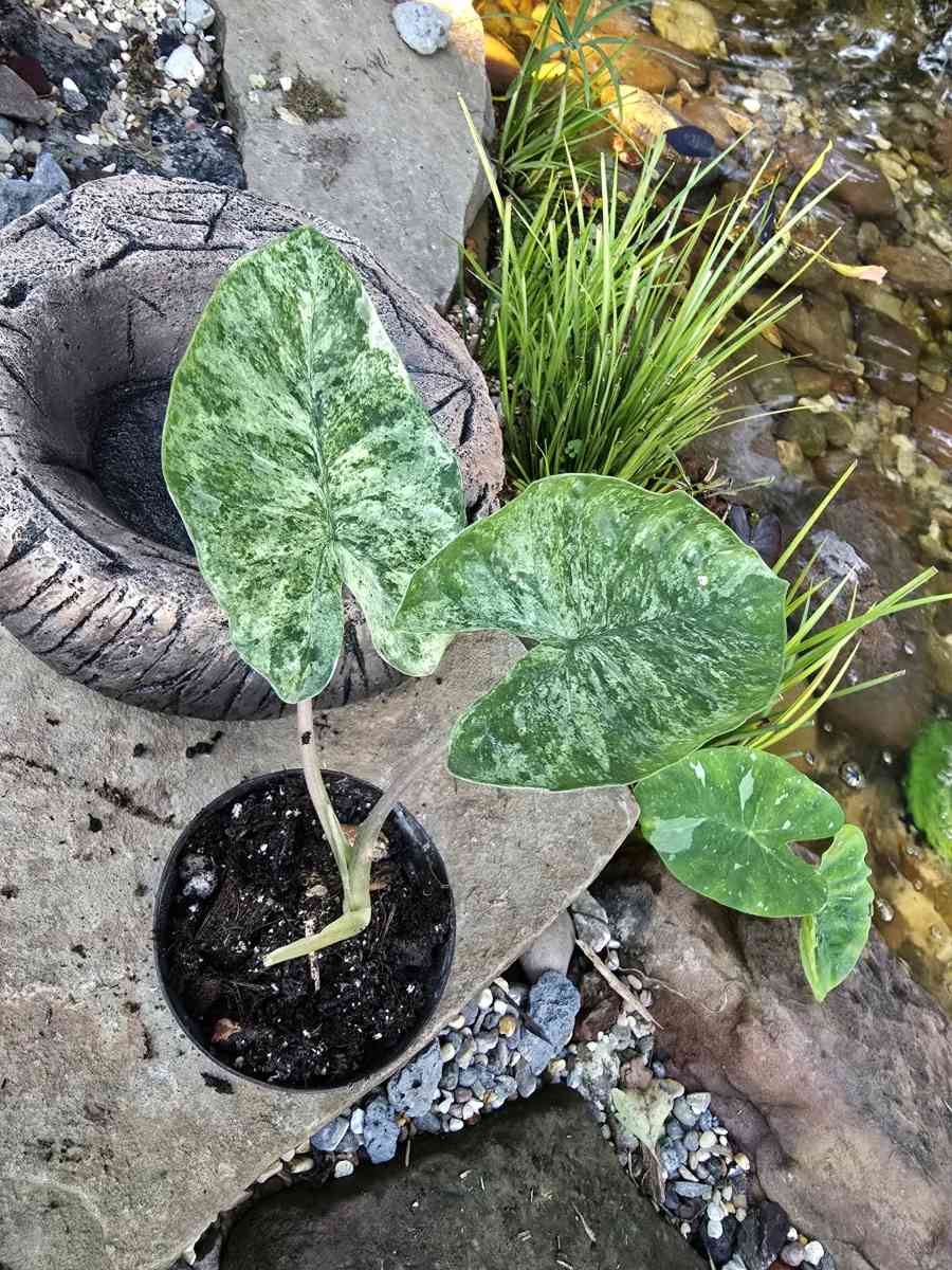 Alocasia Odora Batik