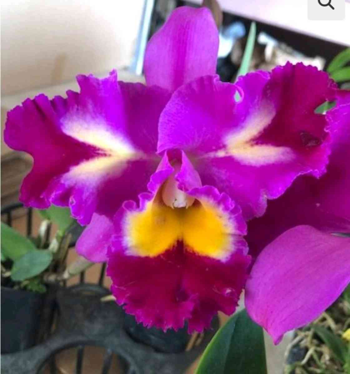 Fragrant Cattleya Orchids Plants